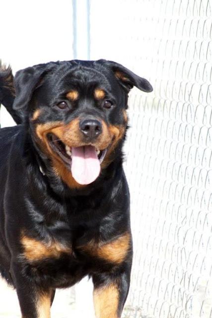 DECA - mestiza rottweiller de 3 añitos. (Madrid) Urgente!!!