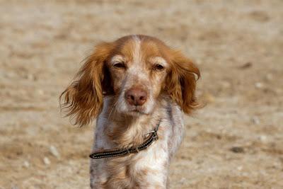 CANELA, bretoncita de 7 añitos. (Madrid) Urgente!!!!