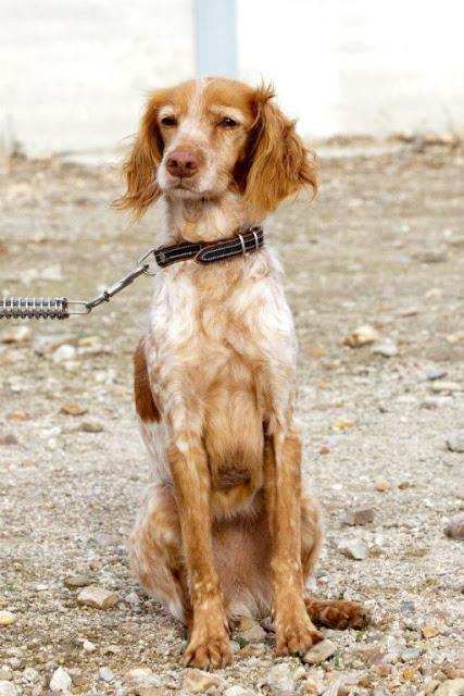 CANELA, bretoncita de 7 añitos. (Madrid) Urgente!!!!