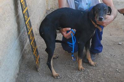 CUBILETE, SU DELITO FUE HACERSE GRANDE, POR ELLO EL ABANDONO Y AHORA SE MERECE UN HOGAR.