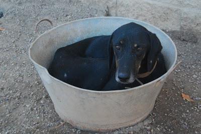 CUBILETE, SU DELITO FUE HACERSE GRANDE, POR ELLO EL ABANDONO Y AHORA SE MERECE UN HOGAR.