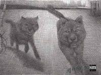 Maravillas, de Brian Selznick.