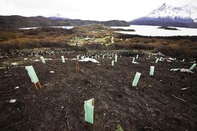 Es hora de reforestar la Patagonia