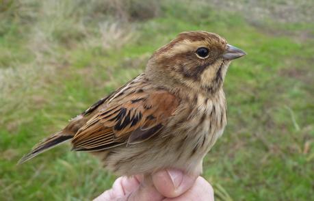 Anillando escribanos palustres con el grupo Torquilla