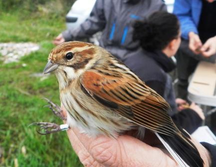 Anillando escribanos palustres con el grupo Torquilla