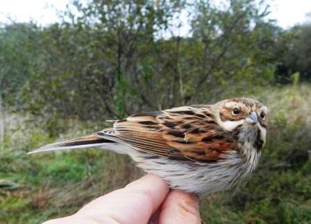 Anillando escribanos palustres con el grupo Torquilla