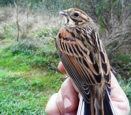 Anillando escribanos palustres con el grupo Torquilla