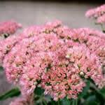 planta Hierba callera