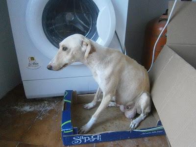Queen, galga maltratada y abandonada. (Cadiz)