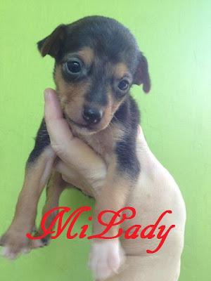 Queen, galga maltratada y abandonada. (Cadiz)