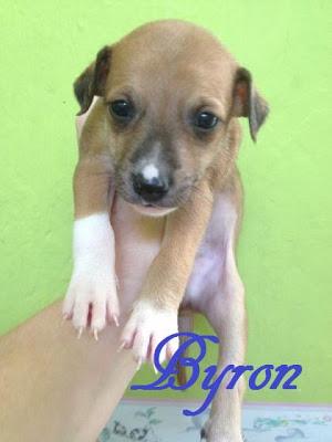 Queen, galga maltratada y abandonada. (Cadiz)