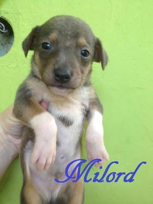 Queen, galga maltratada y abandonada. (Cadiz)