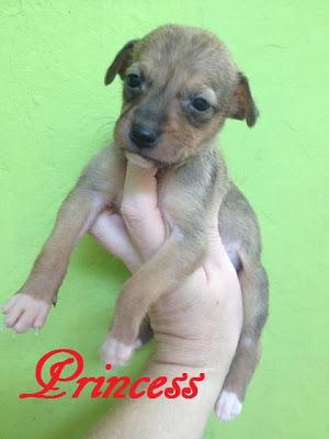 Queen, galga maltratada y abandonada. (Cadiz)