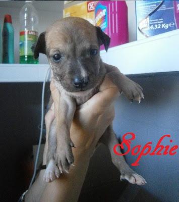 Queen, galga maltratada y abandonada. (Cadiz)