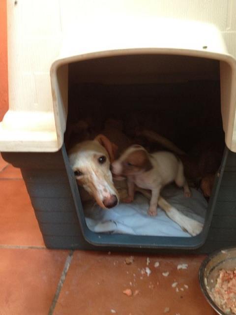 Queen, galga maltratada y abandonada. (Cadiz)