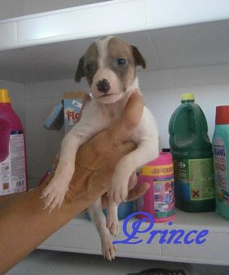 Queen, galga maltratada y abandonada. (Cadiz)