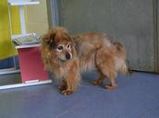 URGE ADOPCIÓN!!!!... Troppo, años terminado perrera.