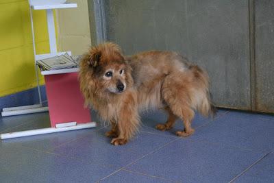 URGE ADOPCIÓN!!!!... Troppo, con 14 años ha terminado en la perrera.