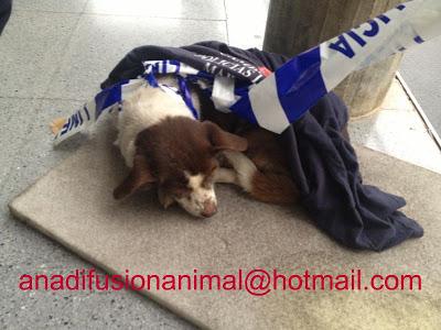 Viejecito casi ciego y apaleado....(Murcia)