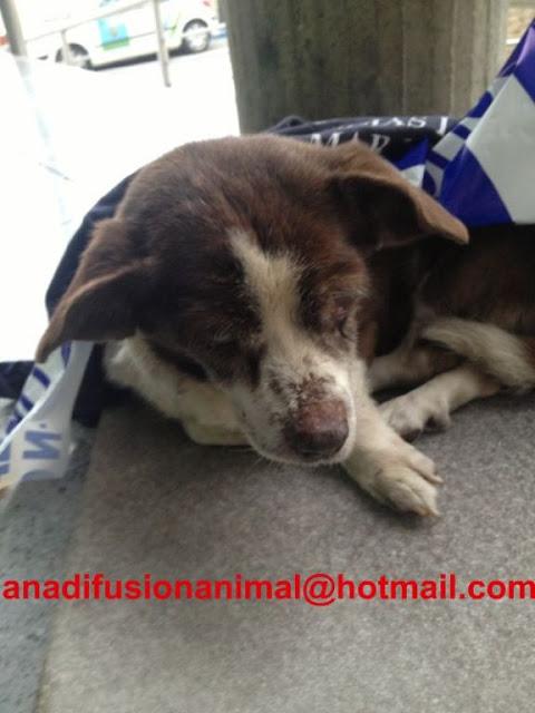 Viejecito casi ciego y apaleado....(Murcia)