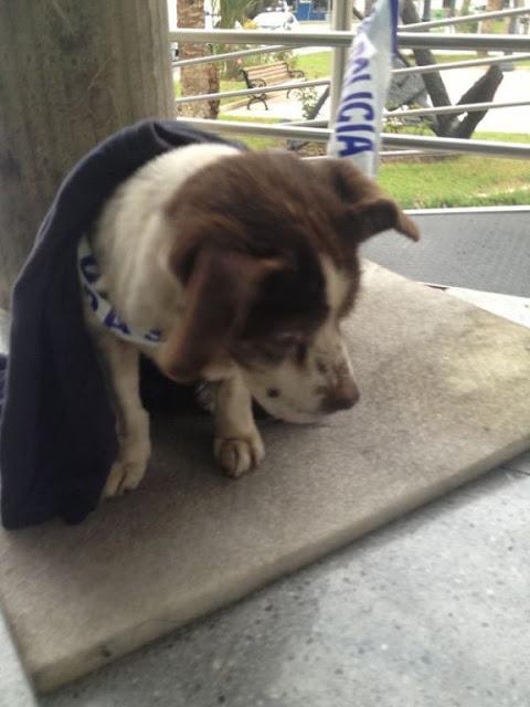 Viejecito casi ciego y apaleado....(Murcia)