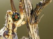 Neurópteros Aragón (Neuróptera)