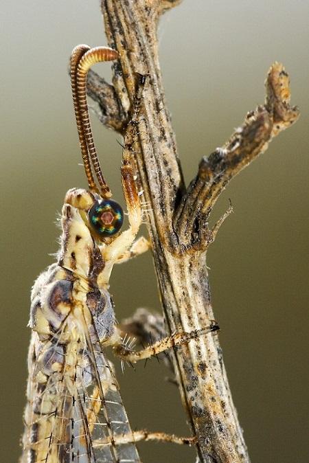 Los Neurópteros en Aragón (Neuróptera)