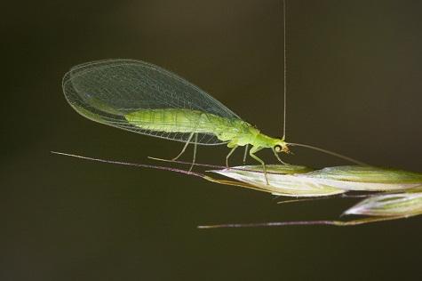 Los Neurópteros en Aragón (Neuróptera)