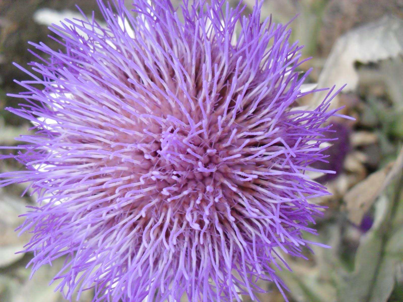 LAS FLORES DE MI HUERTO (Cap. 1º)