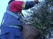 colapso económico provoca retorno mundo rural