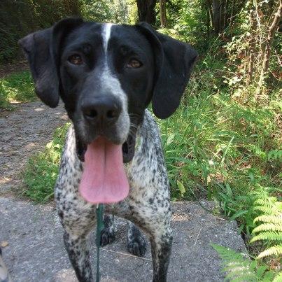Foto: BUGATTI, mestizo de Braco nacido en 2010. Activo y cariñoso, busca el contacto y los mimos constantemente, sociable con personas y otros perros, juguetón, le encanta el agua! es un buenazo.  contacto para su adopción: amigosdelperro@hotmail.es / 619 370 991 Horario: 10:00 a 18:00h.