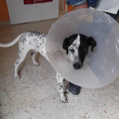 Foto: Novedades de Rambo ( el mix bodeguero que castraron a navaja)  Copio AQUI ESTA TAN CONTENTO ,ES MUY CARIÑOSO Y BUENO ,HA QUEDADO MUY BIEN. LE HAN QUITADO EL DRENAJE YA Y LA HERIDA ESTA MUY BIEN .  EN FACEBOOK LLAMADO RAMBO  GRACIAS POR AYUDARLO.  MARIBELJEREZSOS2@GMAIL.COM