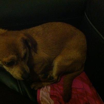 Foto: Esta es Linda,esta mañana la adoptante de Nieve (nuestra labradora) paseaba como de costumbre cerca de la playa.Sus perras fueron a la zona de las rocas y Nieve no queria moverse de alli.Fue cuando escucho quejidos,empezo a quitar rocas y encontro a la pqueña Linda alli encerrada,le habian tapado la salida dejandola alli.Damos gracias de que la marea no subiera y de que Nieve percibiera su presencia.Esta muy asustada,ha salido temblando y con un panico horroroso.No encontramos palabras para describir a quien le ha hecho esto,ya que lo a hecho adrede.Linda esta acogida,pero necesita adopcion.Es cariñosa,solo q esta asustada.No llega ni al año y pesa 4 kg y medio.Contacto:grupodevoluntarias@hotmail.com    .Se encuentra en Almeria