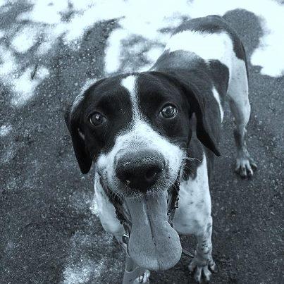 Foto: DIN necesita un hogar antes de que llegue el frio invierno, hace unos años sobrevivió de milagro a un atropello, consecuencia del mismo tiene la mandibula torcida y una pata no bien soldada, hace vida normal, aunque algunas temporadas necesita medicación. Los inviernos son muy malos para él debido a su accidente le ha quedado propensión a los catarros cuando coge frío, necesita un hogar donde pueda estar sin la humedad de la perrera, y con unos cuidados que son mínimos en cuanto el entorno es adecuado. Es un perro alegre, al que le gustan los juegos, las chuches y los paseos. Sociable con machos y hembras. Pointer, nacido en 2005.  Contacto para su adopción: amigosdelperro@hotmail.es / 619 370 991 Horario: 10:00 a 18:00h