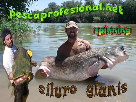 SILURO SILURUS GLANIS1 SILURO