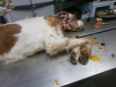 CORONADO, UNA VEZ MAS LA BARBARIE DEL MALTRATO ANIMAL. (MÁLAGA)