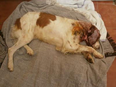 CORONADO, UNA VEZ MAS LA BARBARIE DEL MALTRATO ANIMAL. (MÁLAGA)