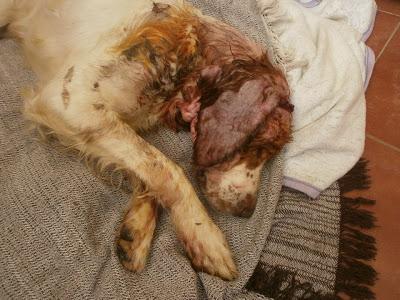 CORONADO, UNA VEZ MAS LA BARBARIE DEL MALTRATO ANIMAL. (MÁLAGA)