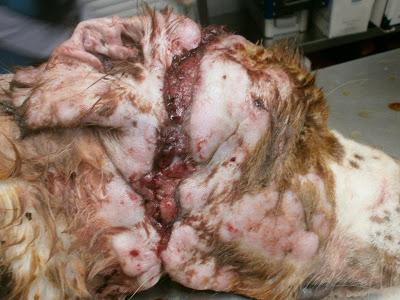 CORONADO, UNA VEZ MAS LA BARBARIE DEL MALTRATO ANIMAL. (MÁLAGA)