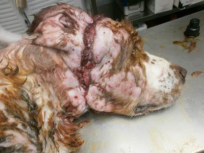 CORONADO, UNA VEZ MAS LA BARBARIE DEL MALTRATO ANIMAL. (MÁLAGA)