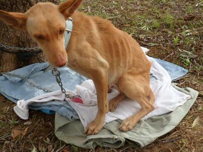 India, mamí podenca encontrada en estado de desnutrición.. (Huelva)