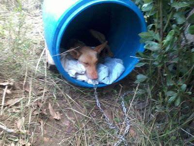 India, mamí podenca encontrada en estado de desnutrición.. (Huelva)