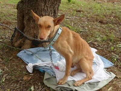 India, mamí podenca encontrada en estado de desnutrición.. (Huelva)