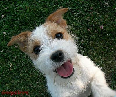 ¿Es el Jack Russell Terrier el perro adecuado para tí?