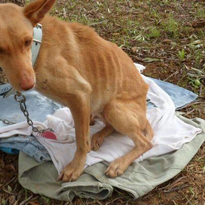 Foto: India, fue mami hace un mes. Encontramos acogida para sus cachorros pero ella, muy asustadiza no se dejó coger. Ahora la hemos encontrado en este estado. No mueve las patas de atrás, se arrastra. No sabemos si es atropello o que le han pegado. Está muy delgada...a saber el tiempo que lleva en este estado. Necesita una casa de acogida urgentemente.  Está en un pueblo de Huelva. Contacto: infopeluditoshuelva@yahoo.es m.j.saladocano@hotmail.com María José 667753920