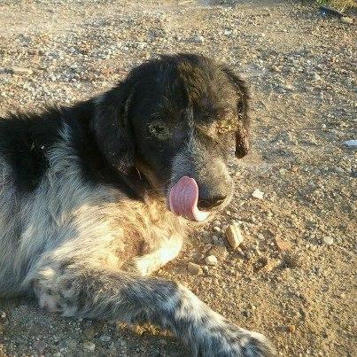 Foto: Esto es horrible!!! mirad en qué condiciones está!!!! y por tf esta chica que su primo trabaja en este polígono y es quien le ha contado sobre este perro, me ha dicho que este perro es nacido de hace unos 2 años o algo menos de una perra que paríó allí  y que la perra la recogió alguien y este cachorro sobrevivió a todo y aún sigue allí, pero mirad en qué condiciones esta... HAY QUE BUSCARLE AYUDA!!!!! necesito ayuda para ayudarlo, sola no puedo, ya estoy entrampada hasta los ojos y sin vida y sin tiempo para nada, ¿QUIEN PUEDE AYUDARLO PARA LLEVARLO A UNA RESIDENCIA? QUIEN PUEDE OFRECERLE ACOGIDA? ¿QUIEN PUEDE COLABORAR PARA CURARLO? si podeis ayudarlo yo lo recojo, lo llevo a donde sea y lo curo, pero ¡NECESITO AYUDA PARA SALVARLO!!!!    nati. SEvilla. Contacto: natisabe@hotmail.com    esto es lo que me dice la chica:   Hola guapa, el perro tiene más o menos dos años, es macho, más o menos es como un perro de agua de tamaño y de peso, uno 17 a 20 kg. se le puede llamar Bartolo. Mi primo dice que ahora está yendo un hombre a lavarle los ojos y las orejas, porque le da lástima, por lo visto está bastante mal, parece que tiene infección en los ojos y también algo de sarna.  El perro está en la calle, pero localizado, ya que siempre está en el mismo sitio. Espero que con eso sea bastante y que pronto le salga algo.