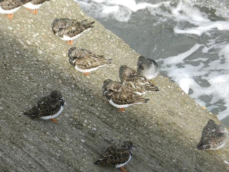Correlimos oscuros y vuelvepiedras en Luanco