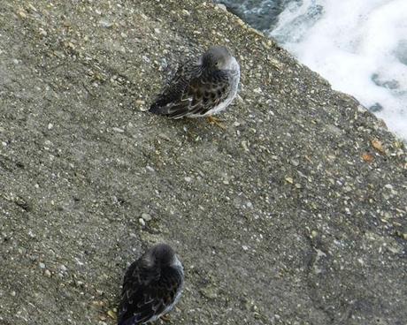 Correlimos oscuros y vuelvepiedras en Luanco