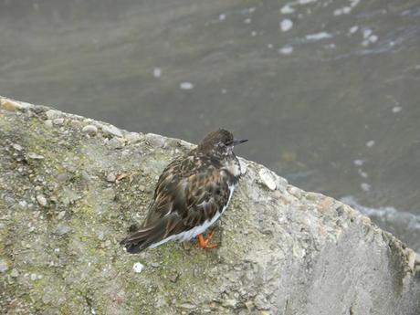 Correlimos oscuros y vuelvepiedras en Luanco