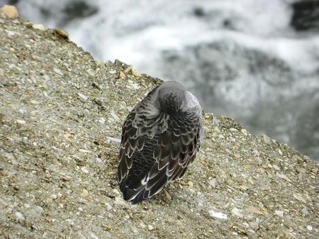 Correlimos oscuros y vuelvepiedras en Luanco